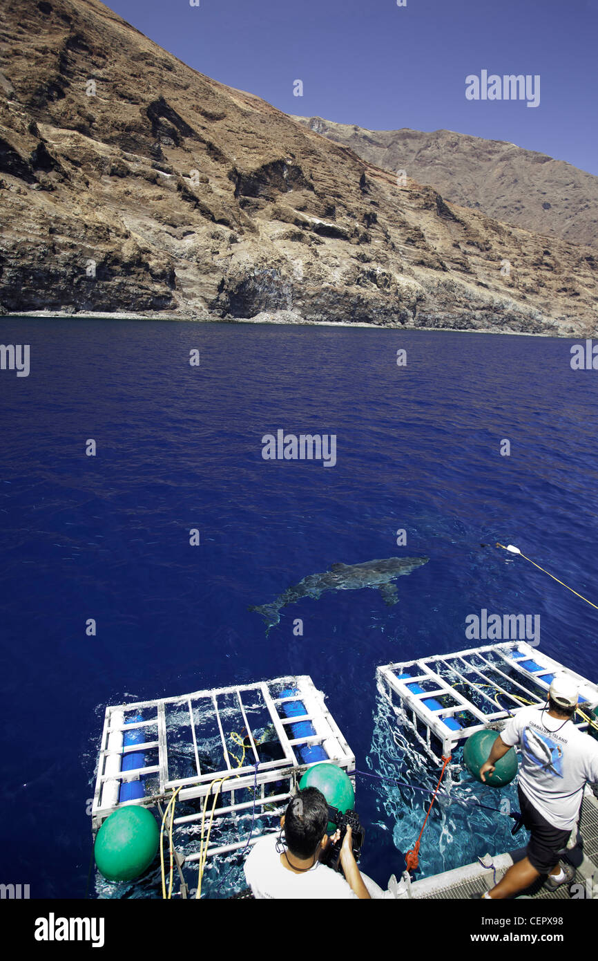 Käfigtauchen mit großen weißen Hai, Carcharodon Carcharias, Guadalupe, Baja California, Pazifik, Mexiko Stockfoto