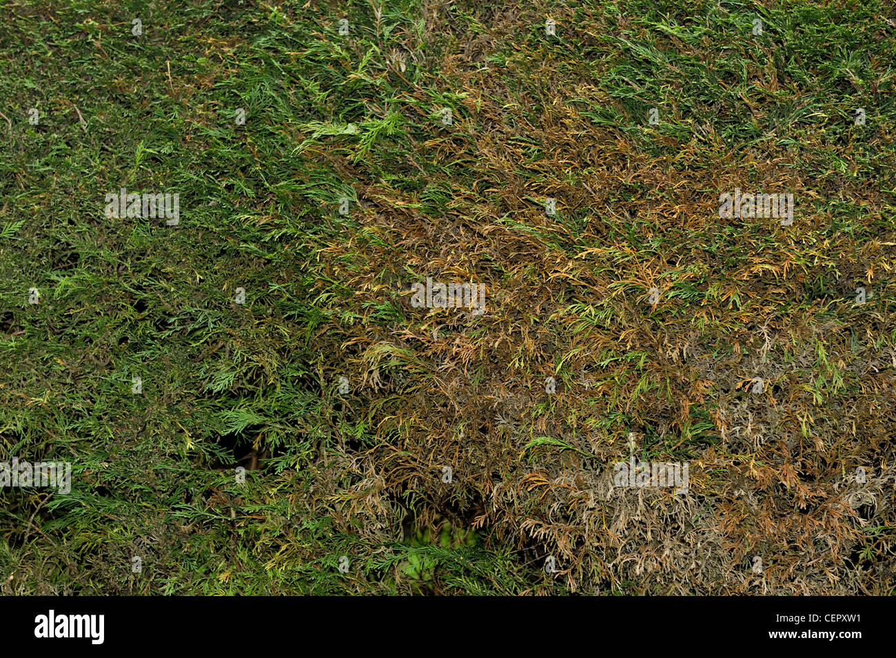 Leyland-Zypressen-Hecke (Cupressocyparis Leylandii) vor kurzem schneiden aber Anzeichen von stress Stockfoto