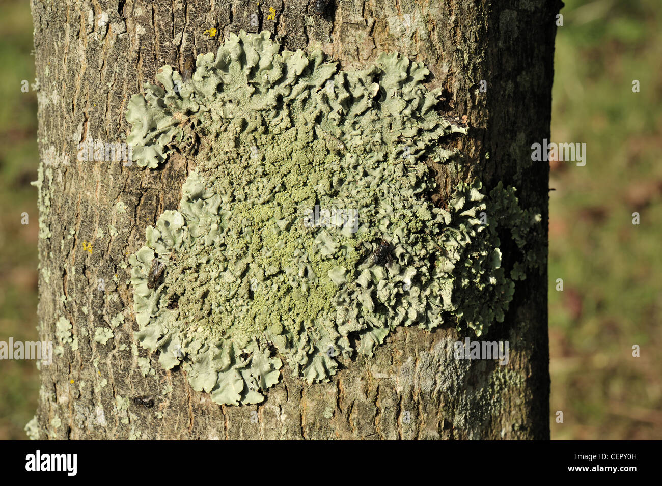 Kleinen Patch von Flechten auf der Südseite eines Baumstammes Ahorn Stockfoto