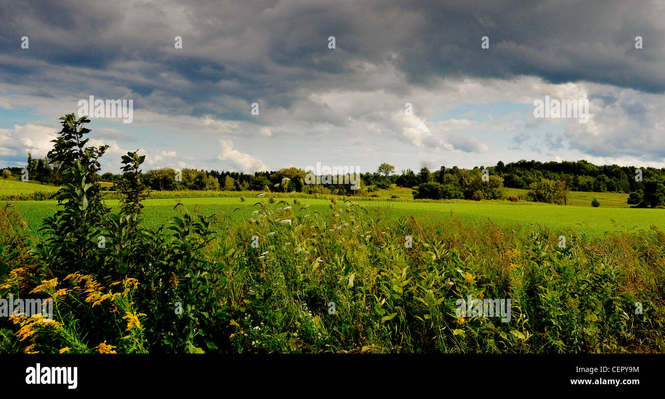 Wiese mit Gewitterwolken vor Regen im nördlichen New York. Stockfoto