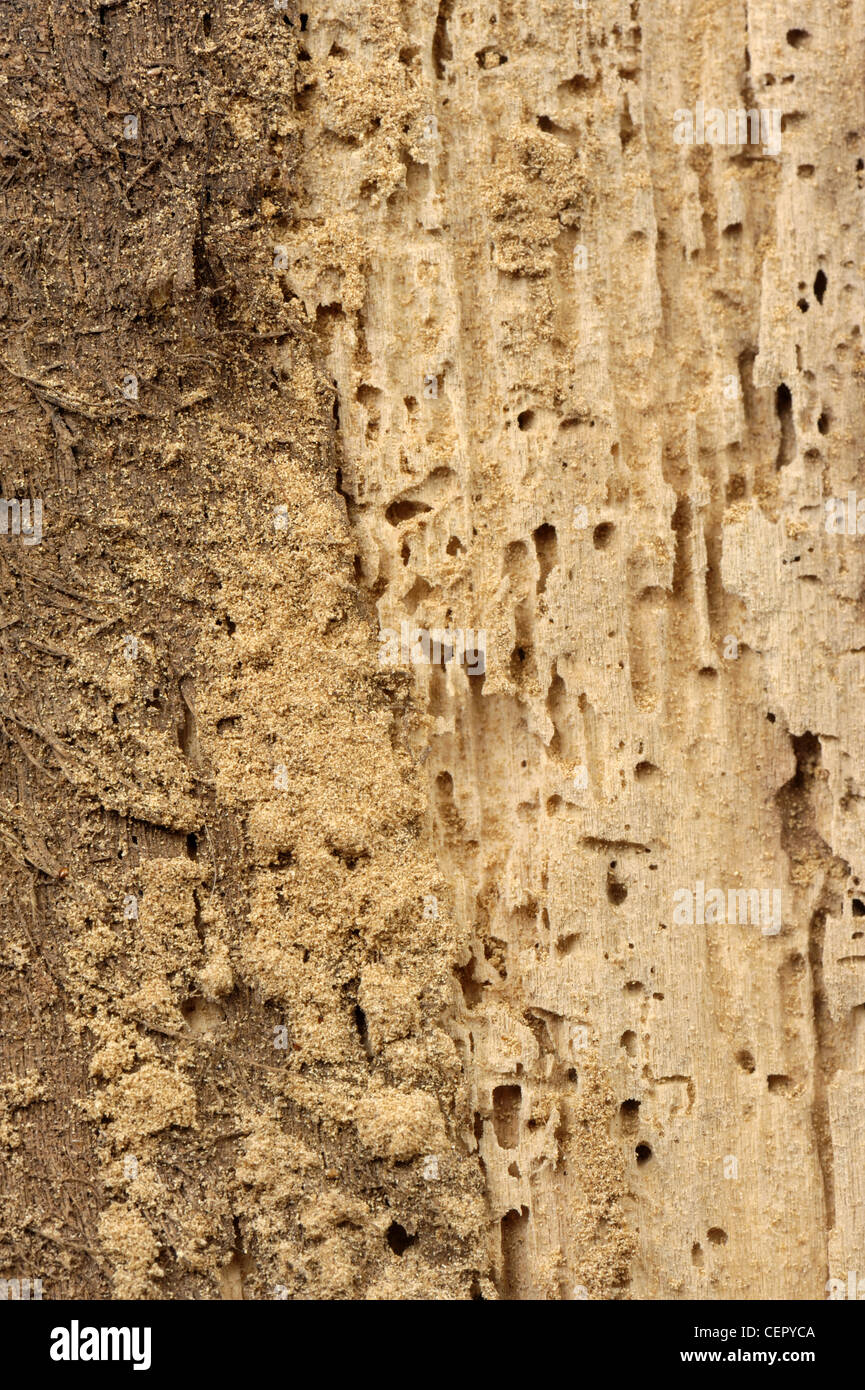 Schäden Sie an Holz, verursacht durch schwere Holzwurm (Anobium Punctatum) Befall Stockfoto