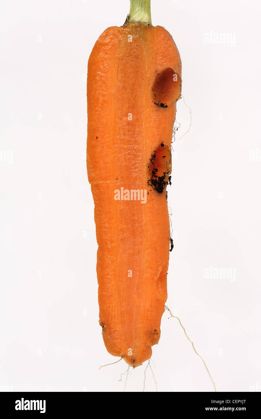 Schäden Sie an einer Karotte Wurzel verursacht durch die Fütterung von slug Stockfoto