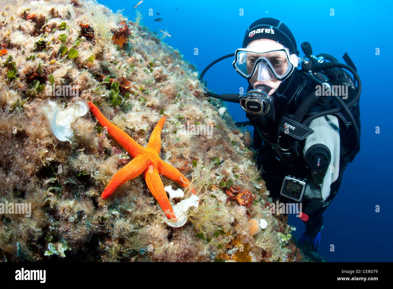 Taucher und red Sea Star Hacelia Attenuata, Insel Vis, Adria, Kroatien Stockfoto