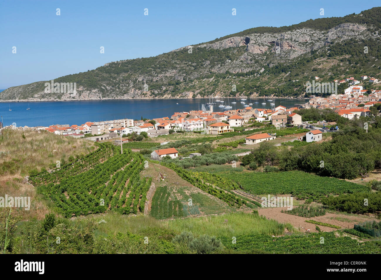 Weinberge in der Nähe von Komiza auf der Insel Vis, Adria, Kroatien Stockfoto