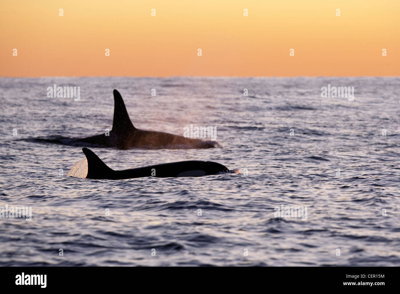 Killerwal Orca Orcinus Orca, Atlantik, Norwegen Stockfoto