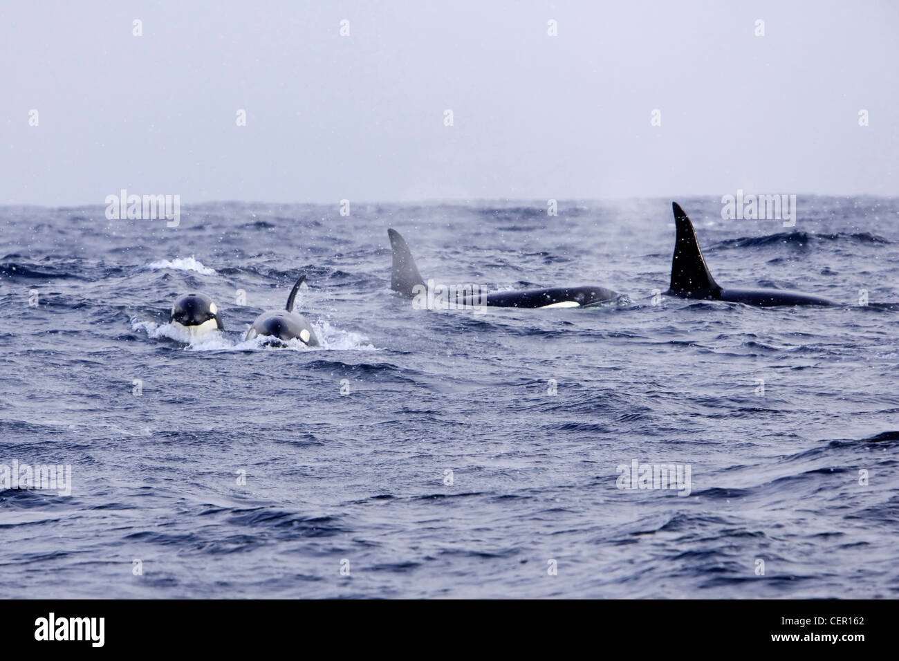 Killerwal Orca Familie, Orcinus Orca, Atlantik, Norwegen Stockfoto