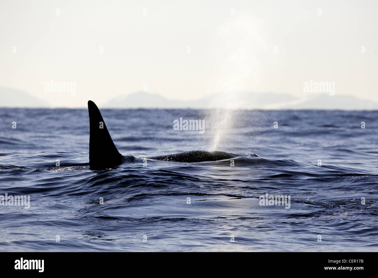 Killerwal Orca auf Wasseroberfläche, Orcinus Orca, Atlantik, Norwegen Stockfoto