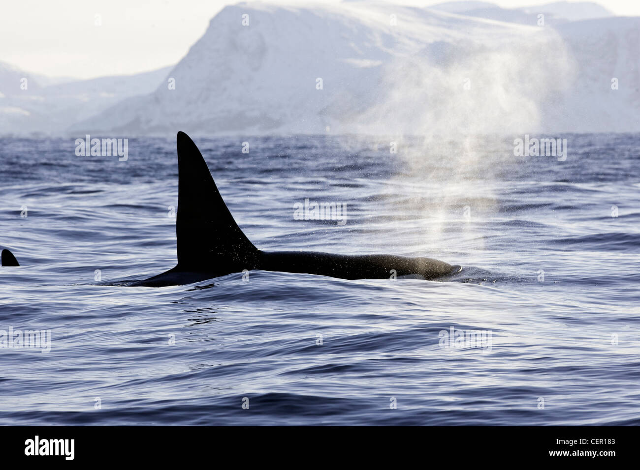 Killerwal Orca auf Wasseroberfläche, Orcinus Orca, Atlantik, Norwegen Stockfoto