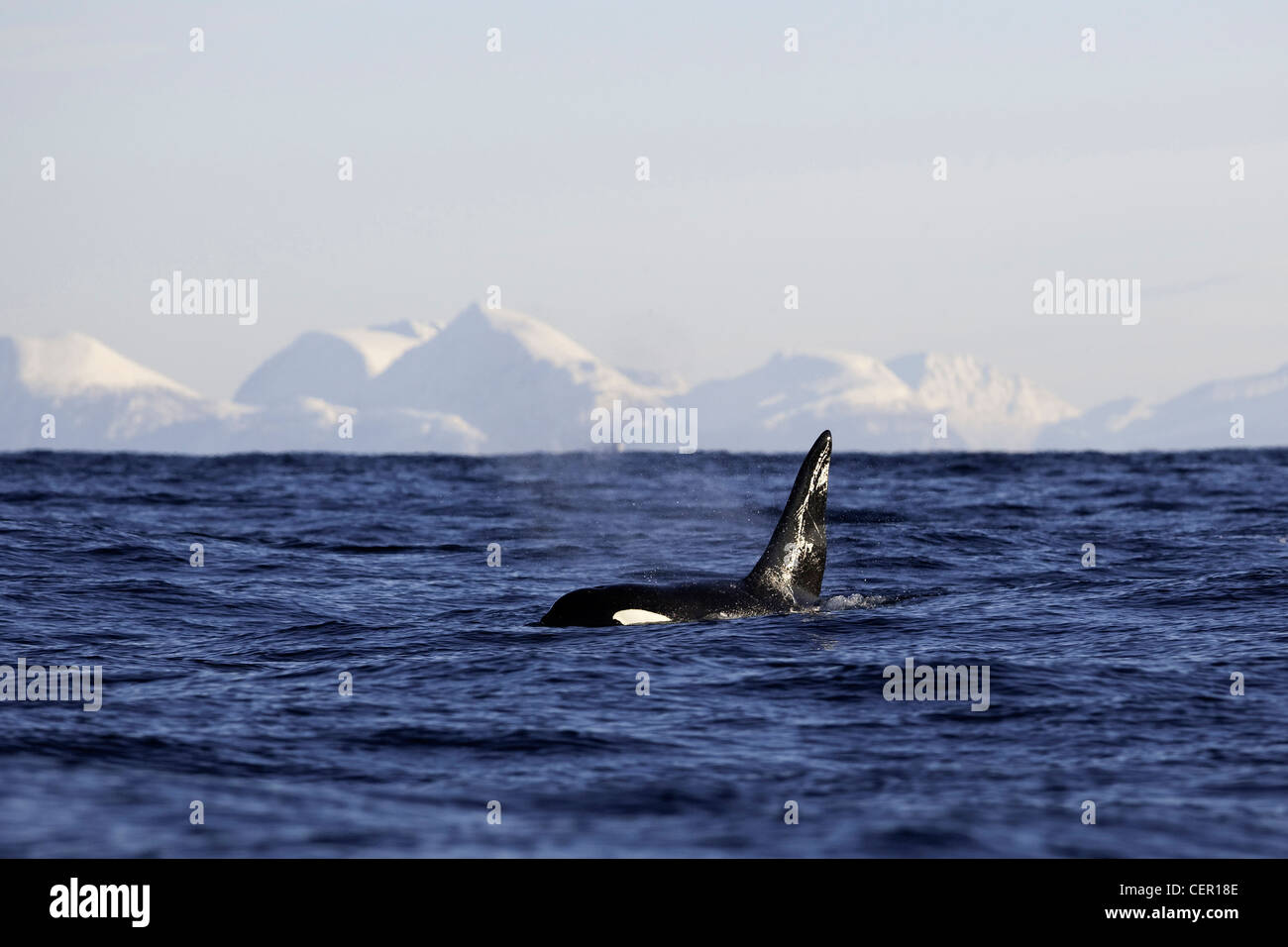 Killerwal Orca auf Wasseroberfläche, Orcinus Orca, Atlantik, Norwegen Stockfoto