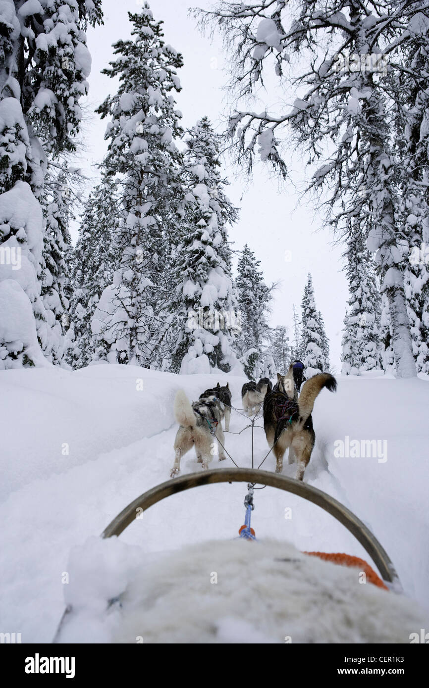 Siberian Husky Schlittenhunde, Canis Lupus Familiaris, Lappland, Finnland Stockfoto