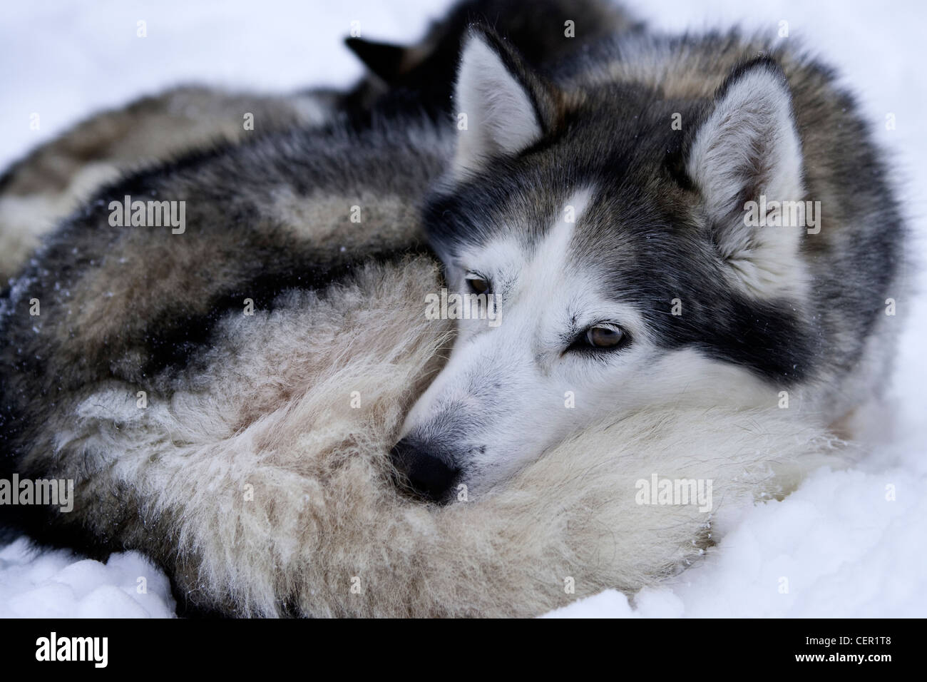 Siberian Husky Schlittenhunde, Canis Lupus Familiaris, Lappland, Finnland Stockfoto