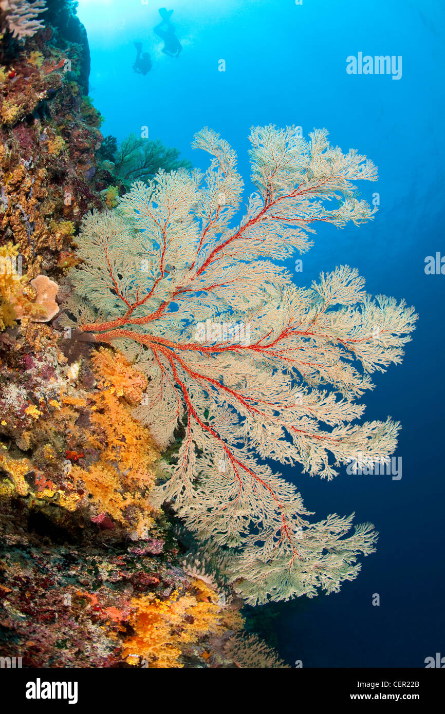 Big Sea Fan im Korallenriff, Melithaea SP., Tubbataha Reef, Sulusee, Philippinen Stockfoto
