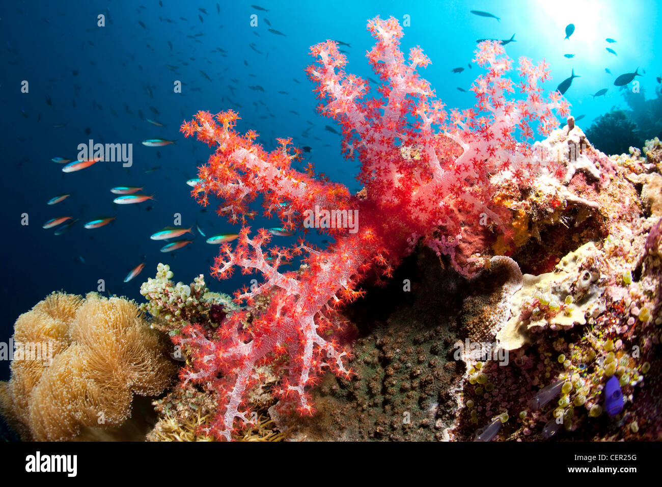 Rote Weichkorallen im Korallenriff, Dendronphthya SP., Tubbataha Reef, Sulu Sea, Philippinen Stockfoto