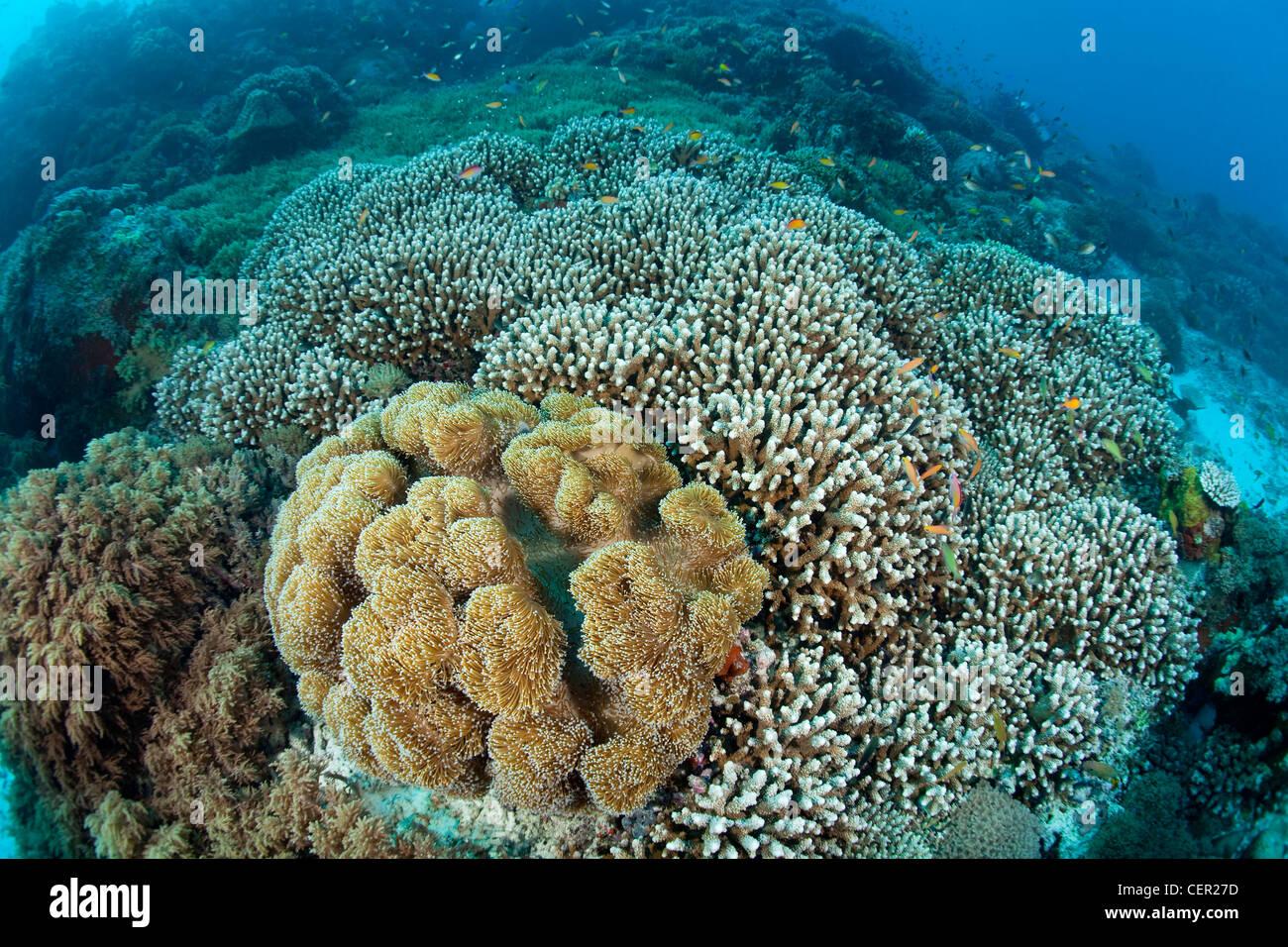 Gesunde Welle, Tubbataha Reef, Sulu Sea, Philippinen Stockfoto