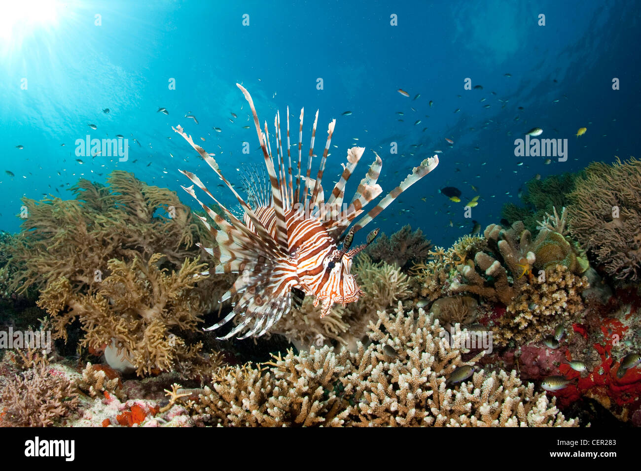 Feuerfische über Coral Reef, Pterois Volitans, Tubbataha Reef, Sulu Sea, Philippinen Stockfoto