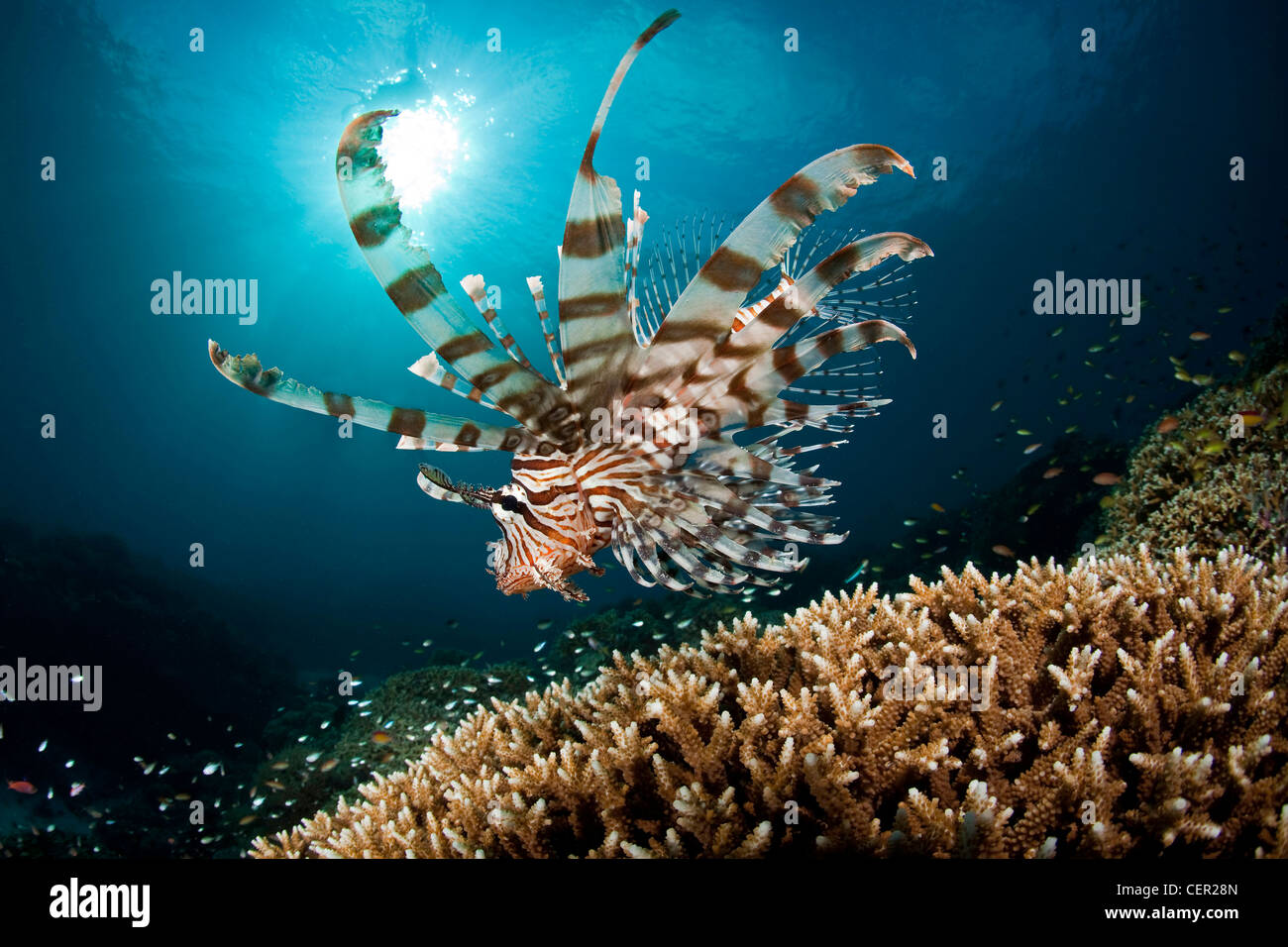 Feuerfische über Coral Reef, Pterois Volitans, Tubbataha Reef, Sulu Sea, Philippinen Stockfoto