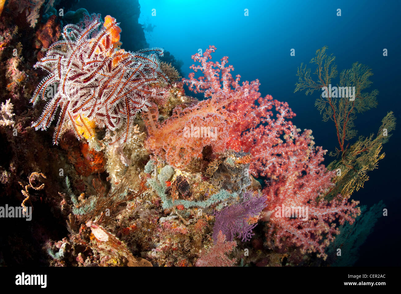 Bunte Korallenriff, Dendronphthya SP., Tubbataha Reef, Sulu Sea, Philippinen Stockfoto