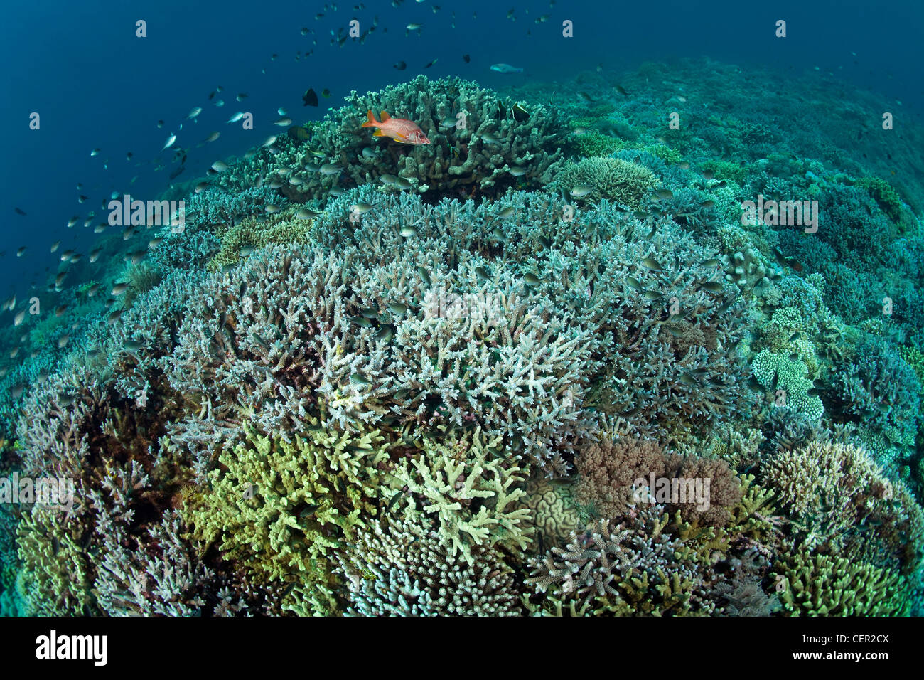 Gesunden schwer Korallenriff Tubbataha Reef, Sulu Sea, Philippinen Stockfoto