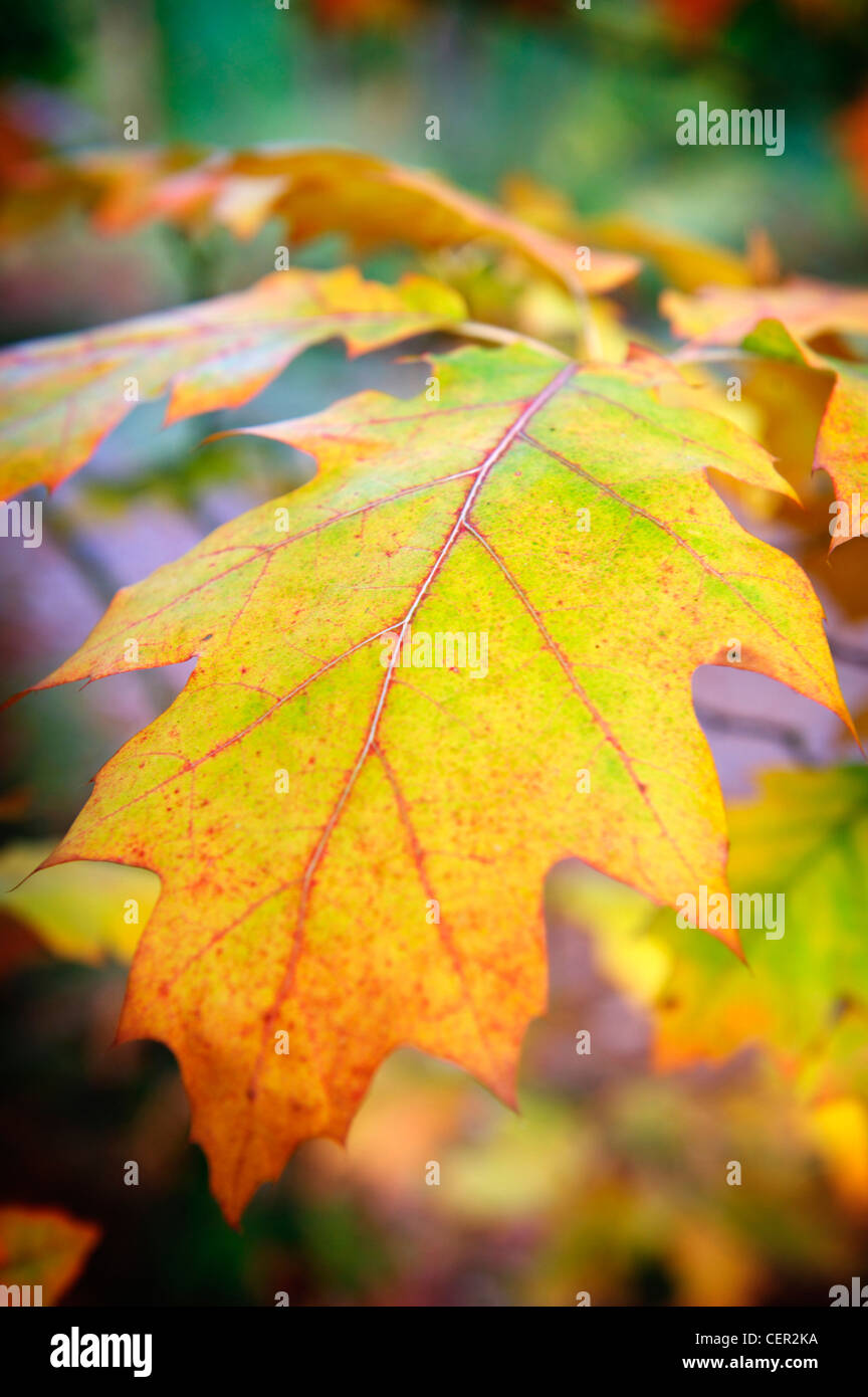 Autumn Leaves in UK National Park im Vereinigten Königreich. Stockfoto