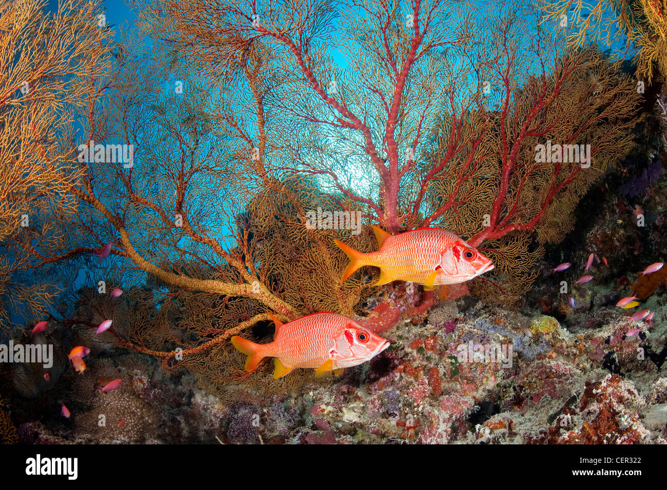 Paar riesige Squirrelfish Sargocentron Spiniferum, Tubbataha Reef, Sulu Sea, Philippinen Stockfoto