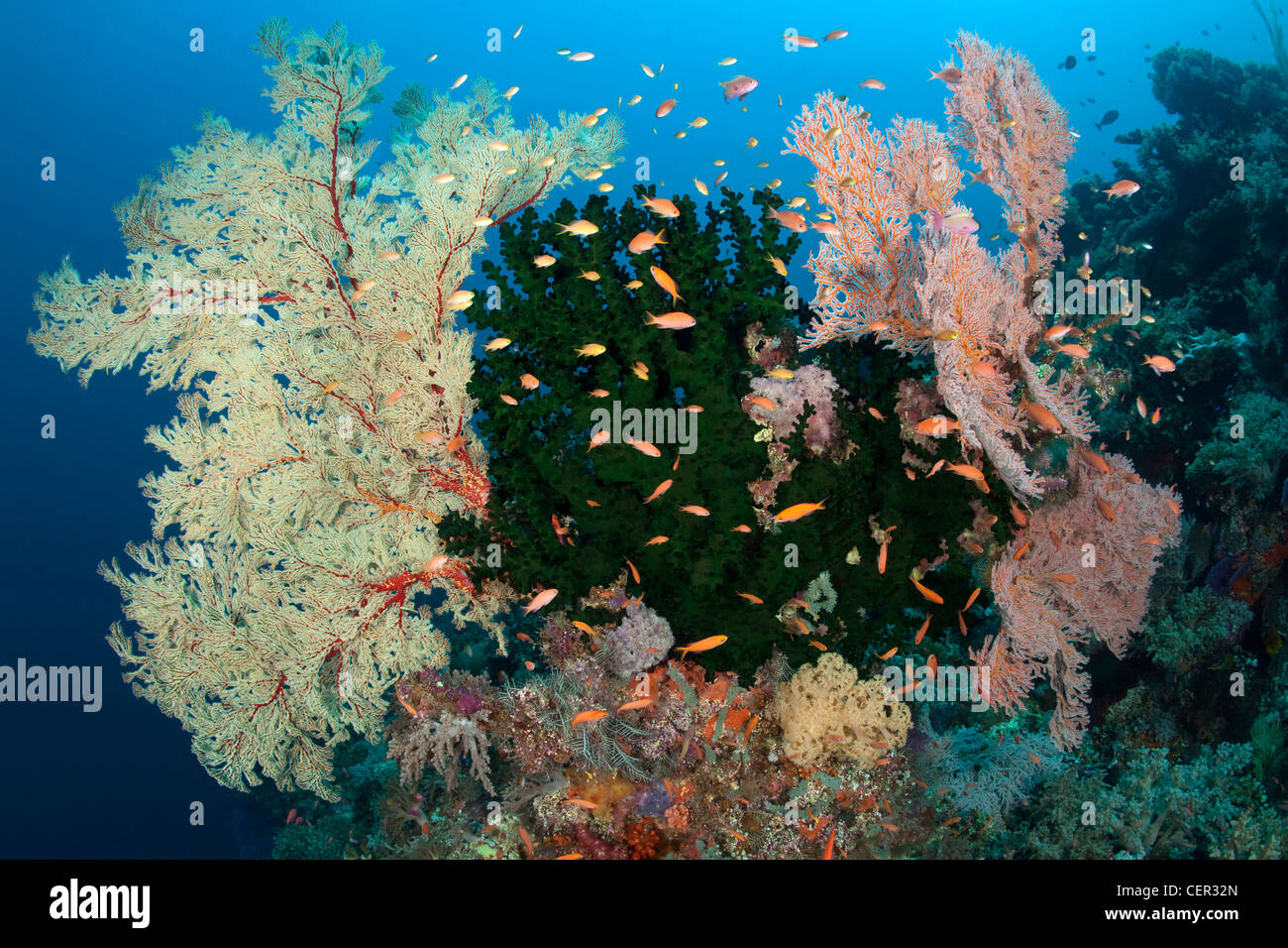 Bunte Korallenriff Tubbataha Reef, Sulu Sea, Philippinen Stockfoto