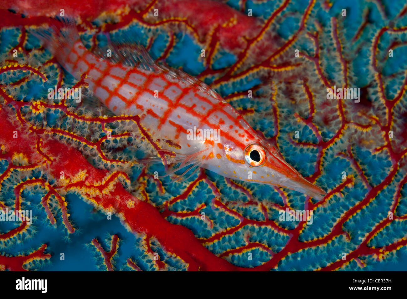Longnose Hawkfish, Oxcirrhites Typus, Tubbataha Reef, Sulusee, Philippinen Stockfoto
