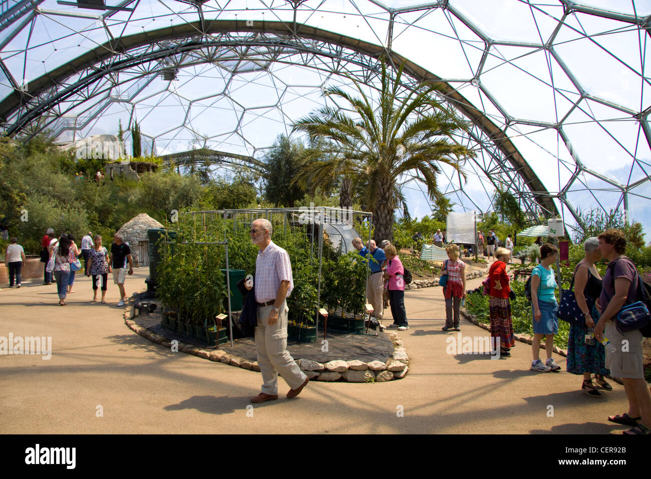 Innenraum des mediterranen Biome im Eden Project in der Nähe von St Blazey. Stockfoto