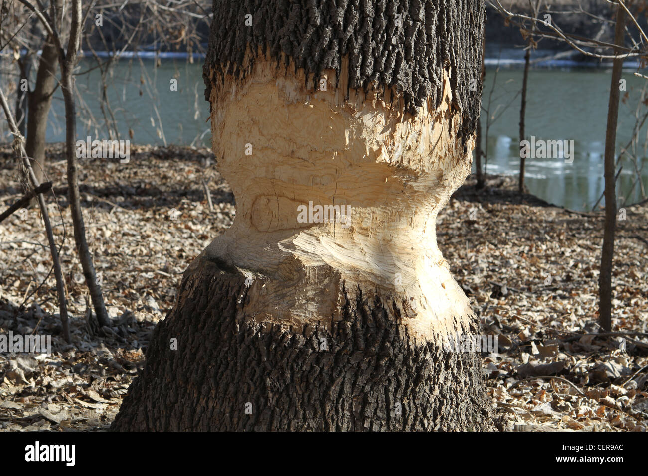 Ein Baum, der durch einen Biber in der Nähe von den Minnesota River in Bloomington, Minnesota gekaut hat. Stockfoto
