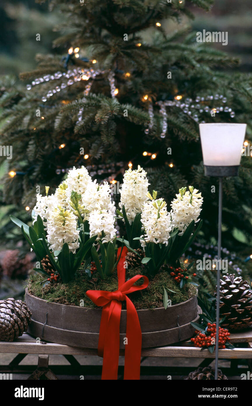 Blühende Hyazinthen Arrangements kühne und schöne weiße Hyazinthe (Hyacinthus Orientalis) ist Perfectplanting in Töpfen Stockfoto