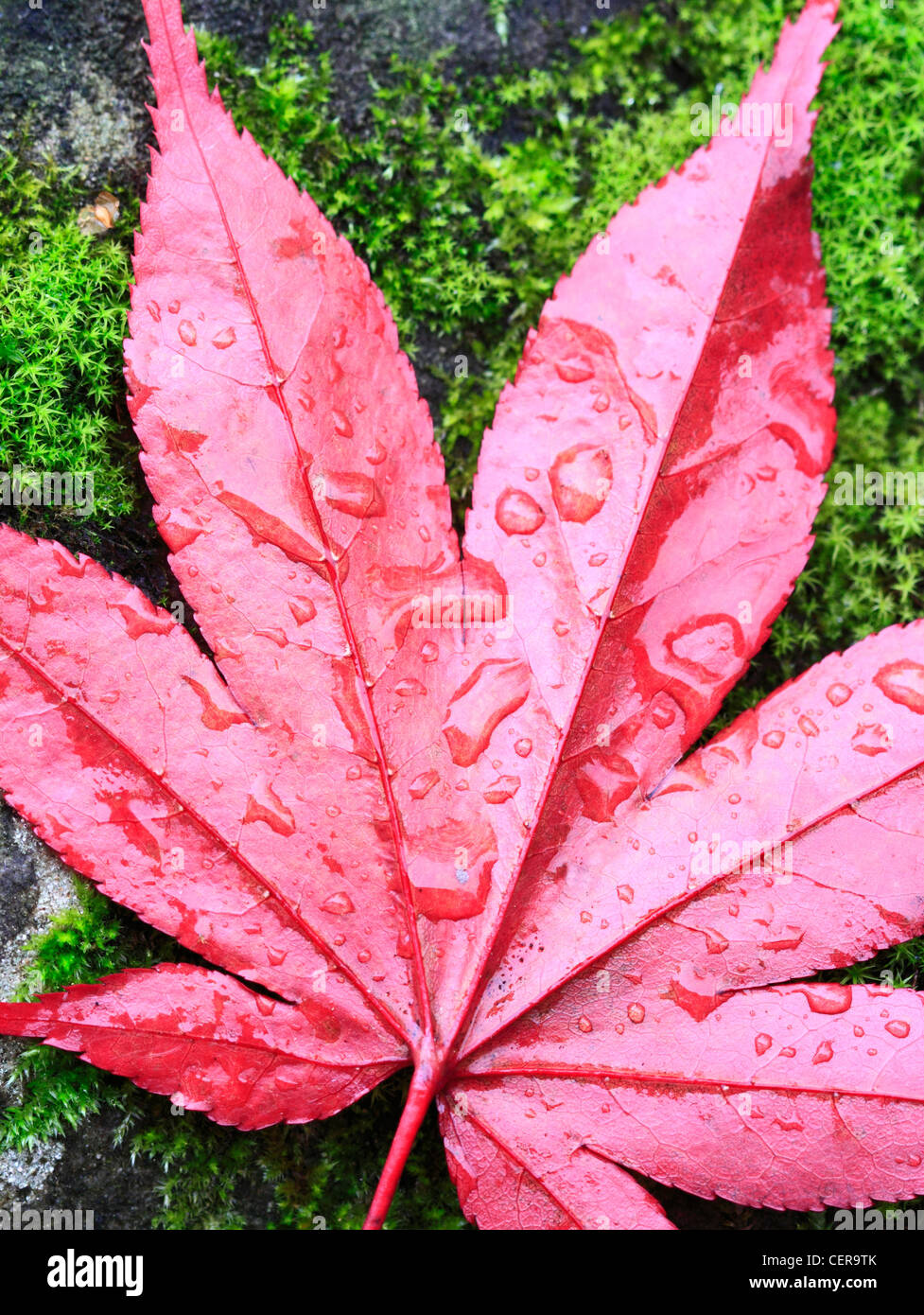Herbstblatt, Worcestershire, England, Europa Stockfoto
