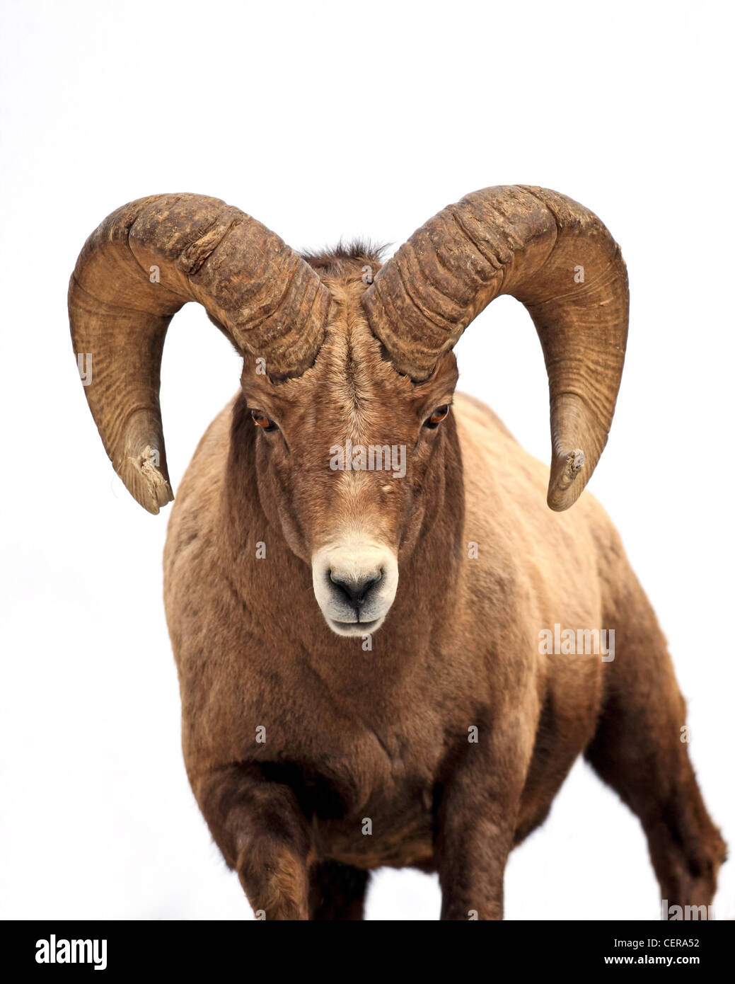 Nahaufnahme Reife Bighorn Schafe RAM mit Blick auf Viewer auf weißem Hintergrund, genommen in Wyoming, USA Stockfoto