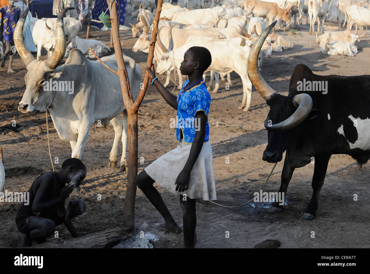 Südsudan, Bahr al Ghazal Region, Lakes State Dinka Stamm mit Zebu-Kühe in Rinder-Camp in der Nähe von Rumbek Stockfoto