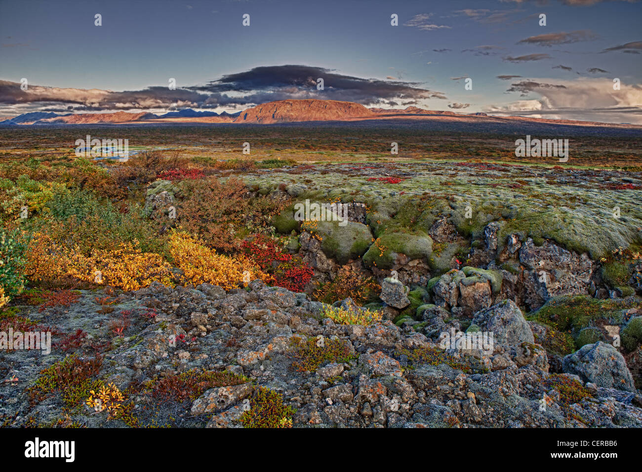 Lava und Moos, Herbst, Nationalpark Thingvellir, Island Stockfoto