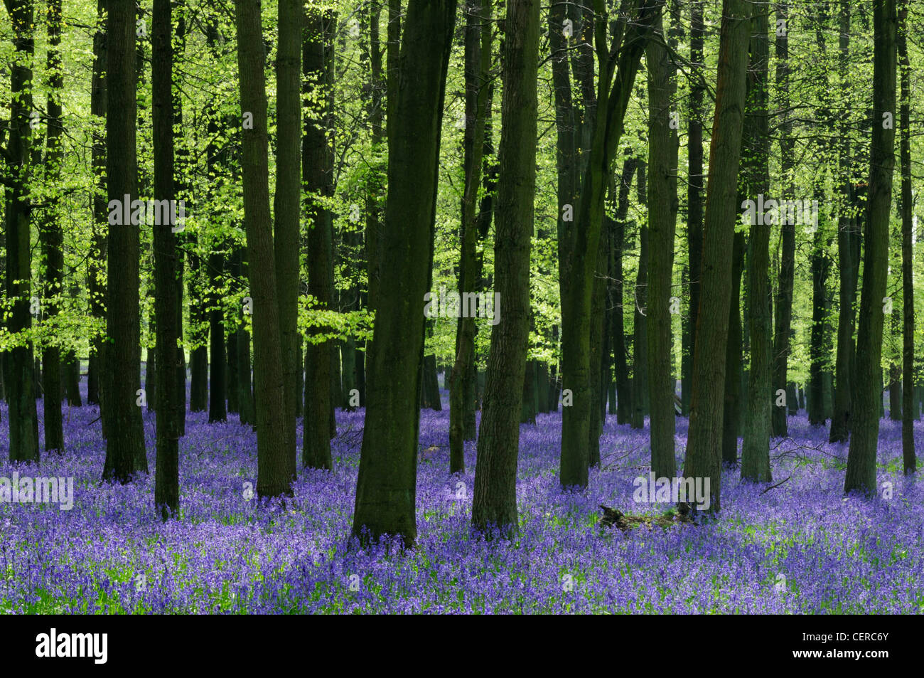 Glockenblumen auf Dockey Holz auf dem Ashridge Anwesen. Stockfoto