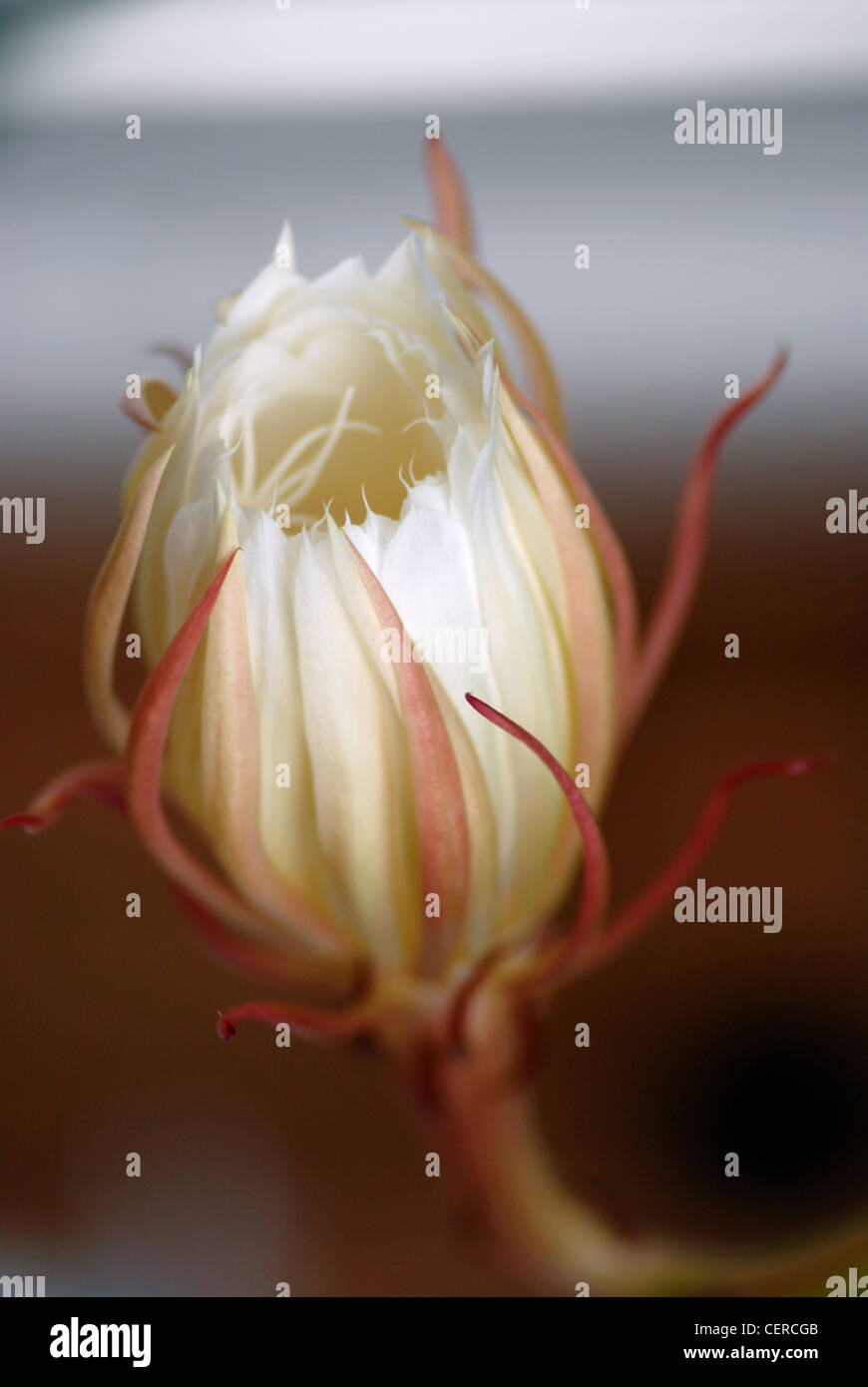 Nahaufnahme von einem Epiphyllum Knospe Stockfoto