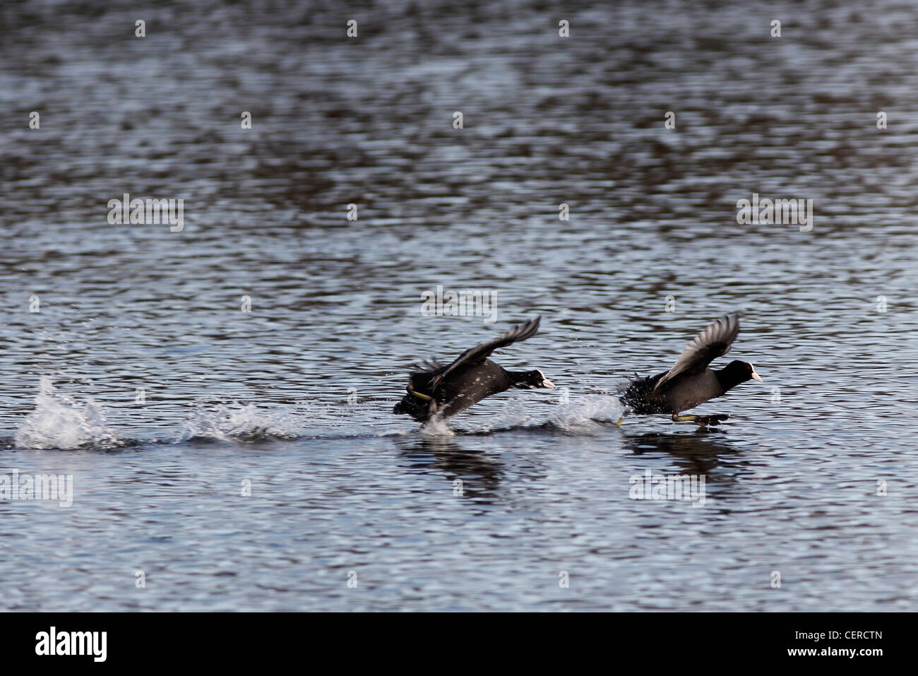 Jagd nach Coot Blässhuhn Stockfoto