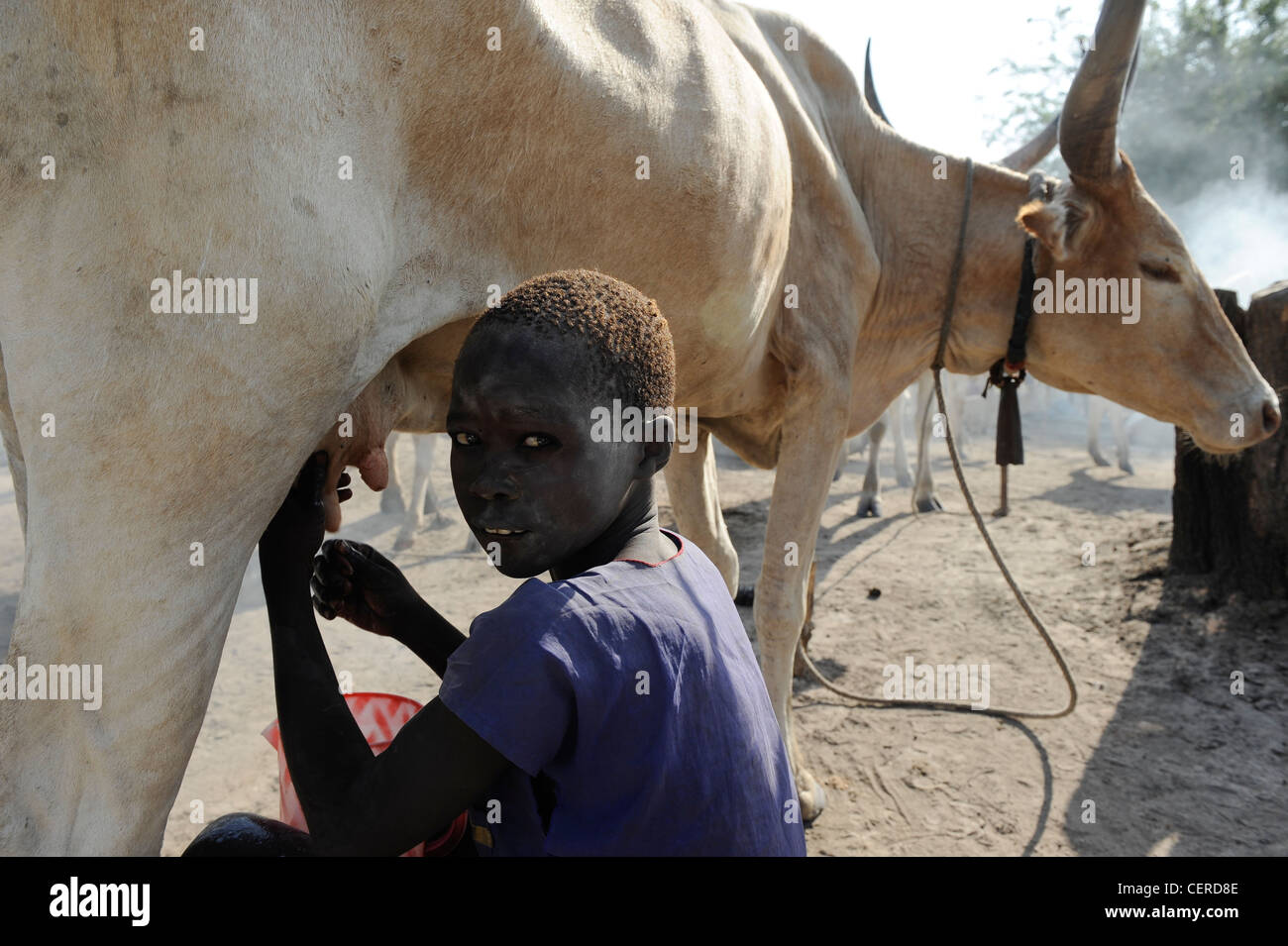 Südsudan, Bahr al Ghazal Region, Lakes State Dinka Stamm mit Zebu-Kühe in Rinder-Camp in der Nähe von Rumbek Stockfoto