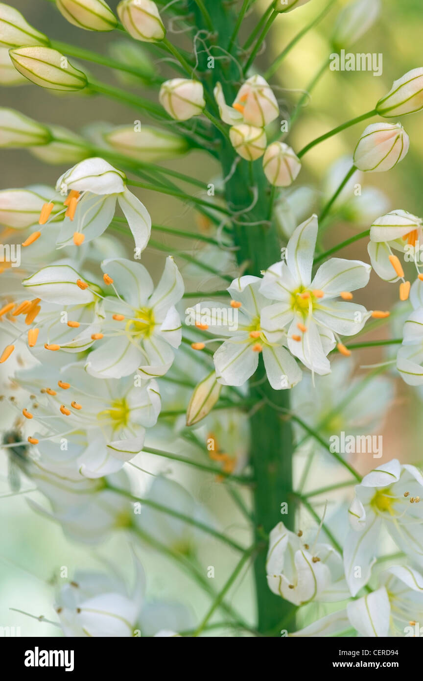EREMURUS WEIßE PRACHT FOXTAIL LILY Stockfoto