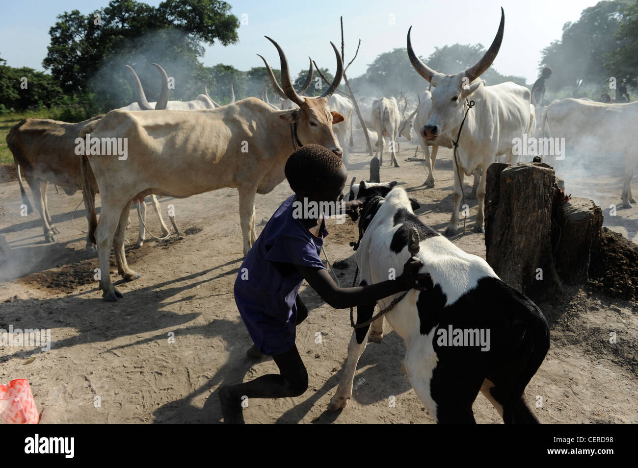 Südsudan, Bahr al Ghazal Region, Lakes State Dinka Stamm mit Zebu-Kühe in Rinder-Camp in der Nähe von Rumbek Stockfoto