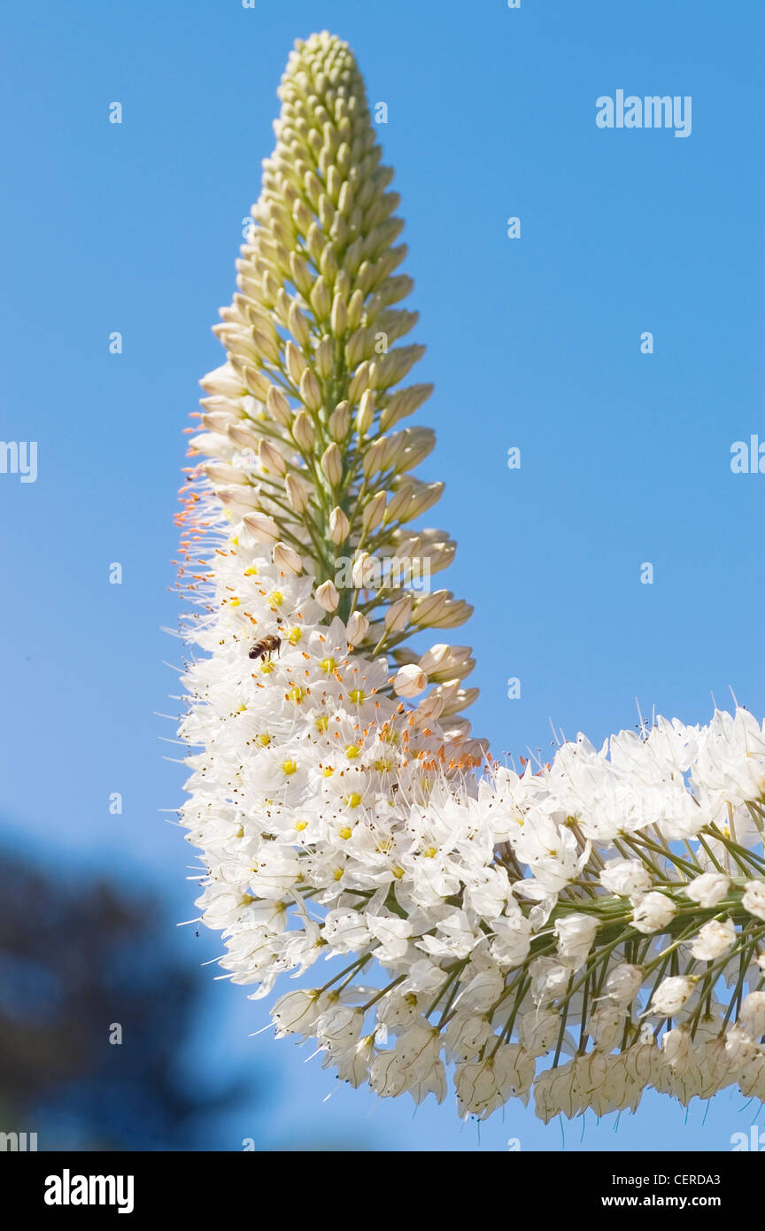 EREMURUS WEIßE PRACHT FOXTAIL LILY Stockfoto