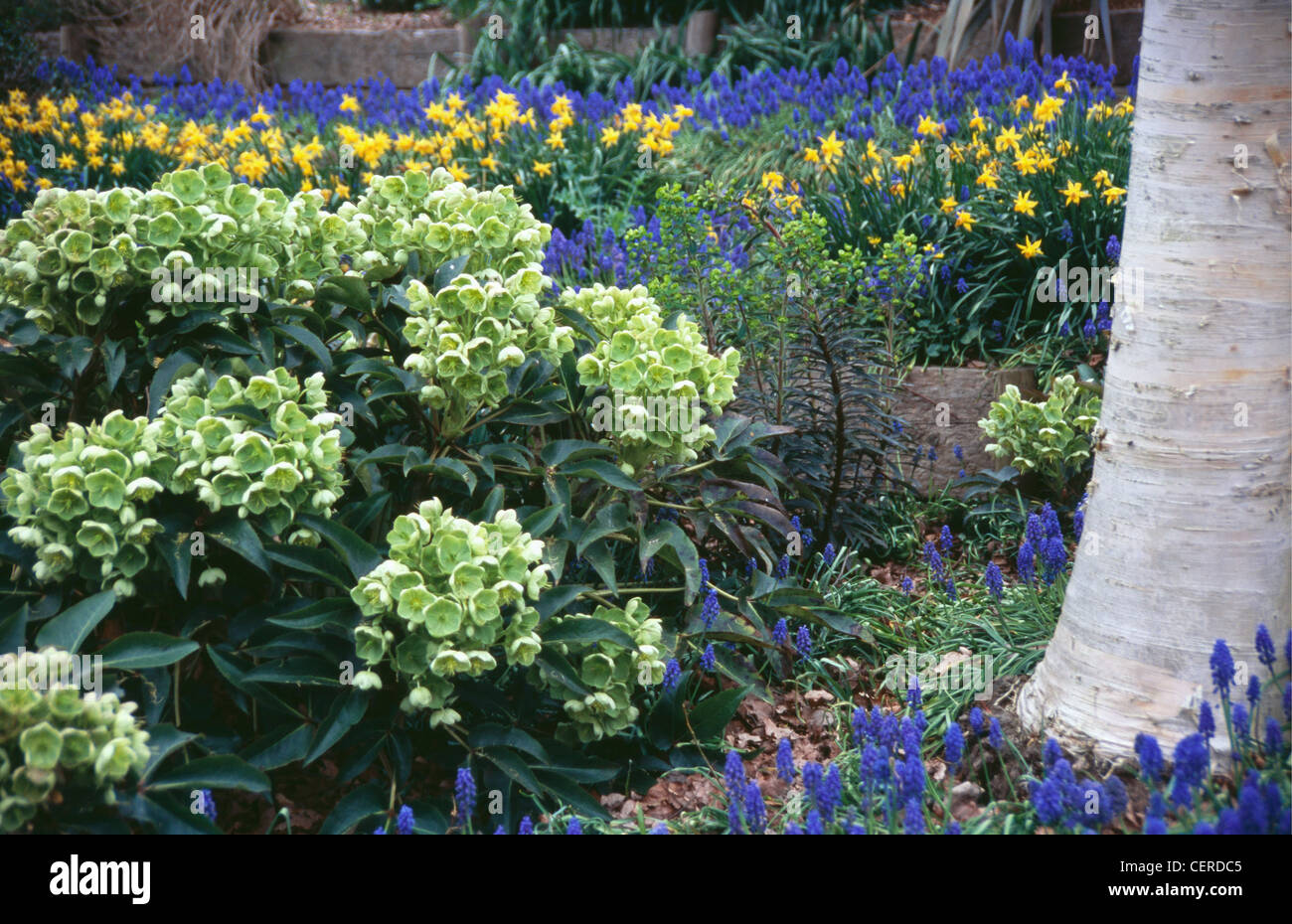 Bild des massierten Muscari 'blue Spike' Blumen mit Helleborus Corsicus im Vordergrund und der Stamm der Betula 'Ermanii' Stockfoto