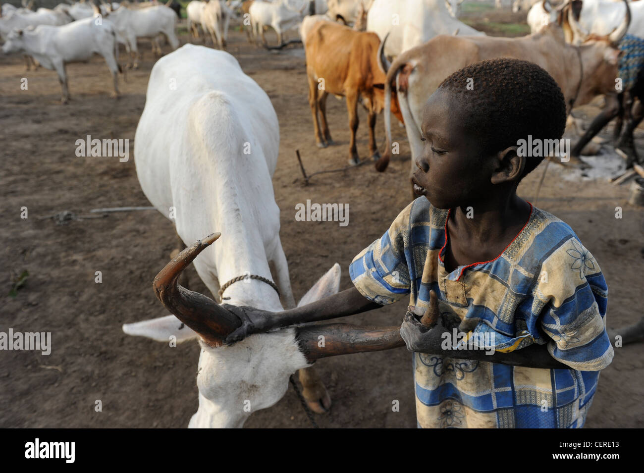 Südsudan, Bahr al Ghazal Region, Lakes State Dinka Stamm mit Zebu-Kühe in Rinder-Camp in der Nähe von Rumbek Stockfoto