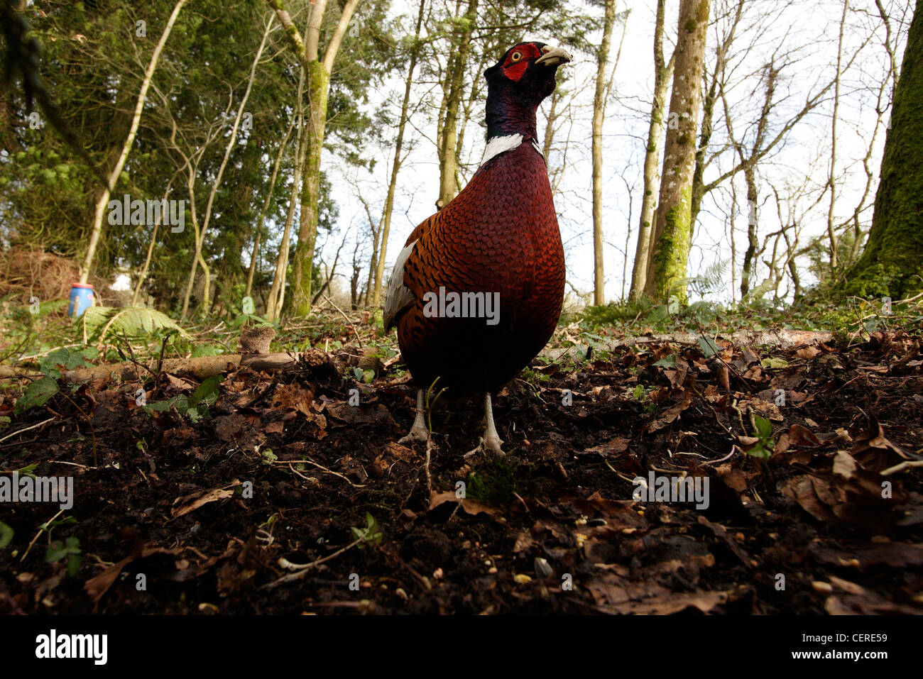 Ring-Necked Fasan (männlich) Stockfoto