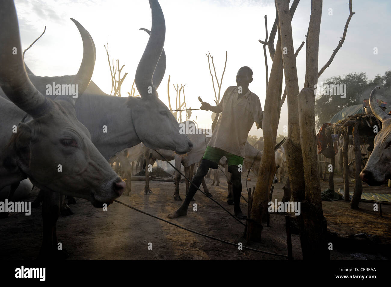 Südsudan, Bahr al Ghazal Region, Lakes State Dinka Stamm mit Zebu-Kühe in Rinder-Camp in der Nähe von Rumbek Stockfoto