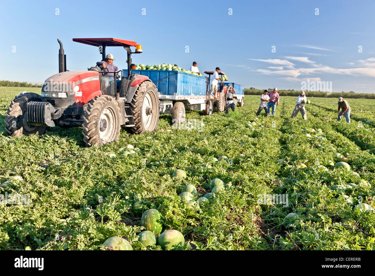Wassermelone Ernte, Arbeiter laden Anhänger. Stockfoto