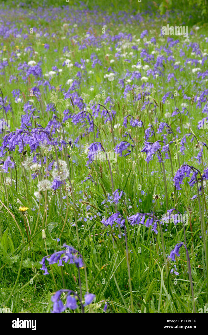 Bluebell Blumen (Endymion Nonscriptus) in Wiese, Cornwall, England, UK Stockfoto