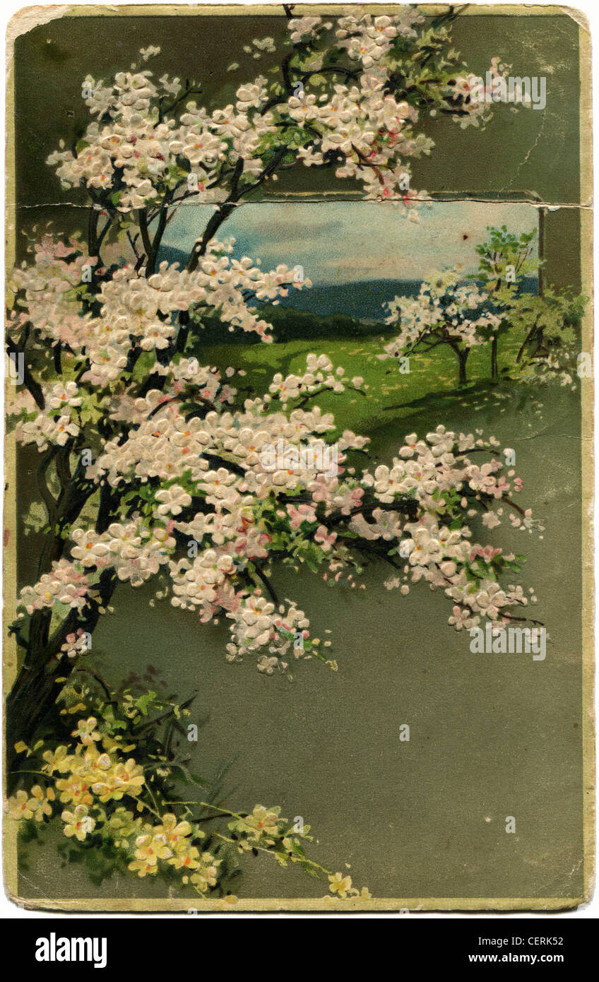 JAPAN - um 1910: Postkarte gedruckt in Japan zeigt Sakura, um 1910 Stockfoto