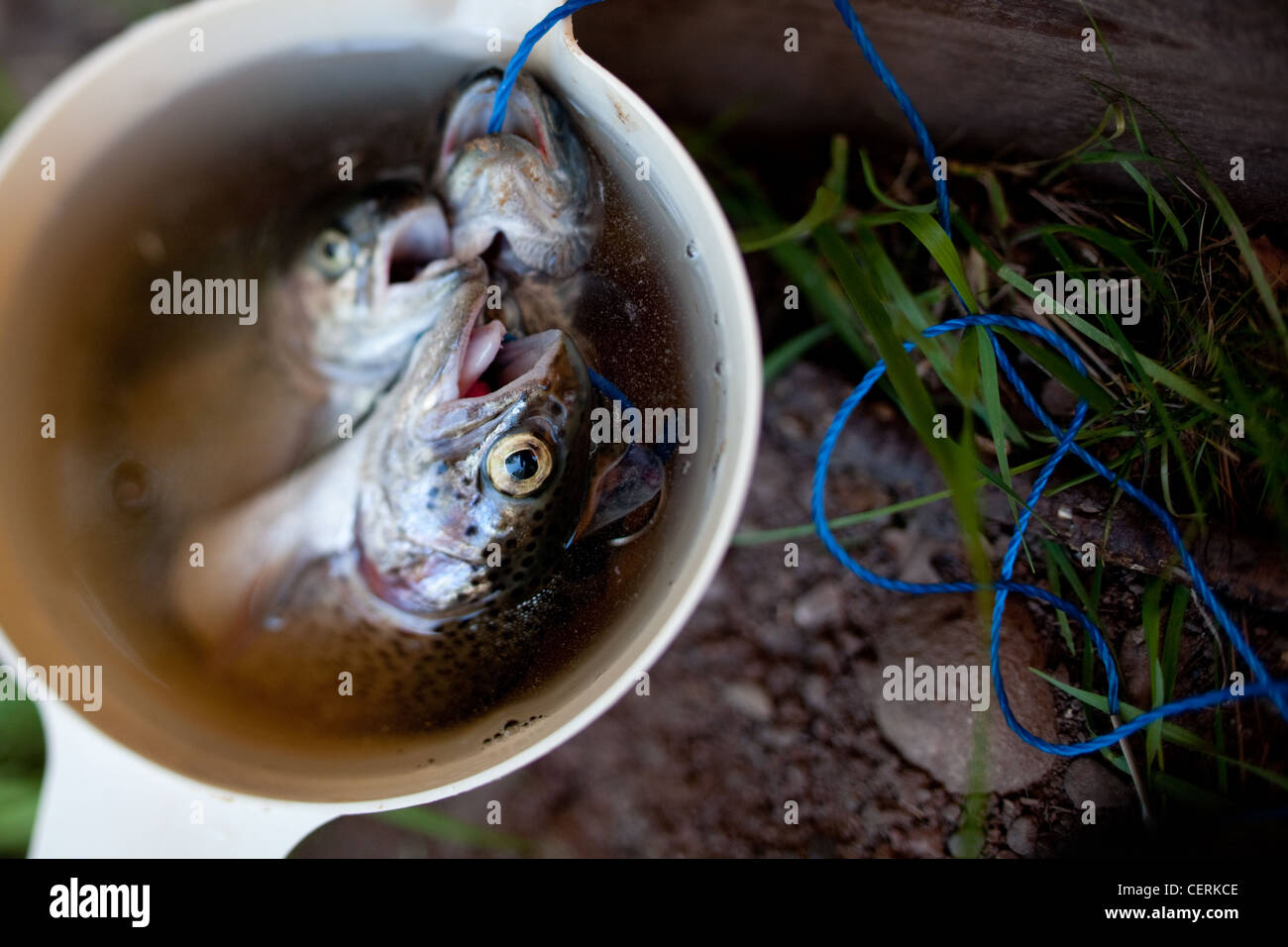 Fisch gefangen und gelegt in einen Krug Stockfoto