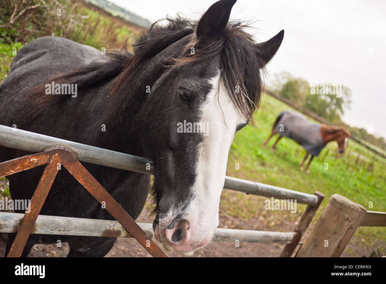 Ein Pferd über einen Zaun mit einem zweiten Pferd im Feld hinter suchen. Stockfoto