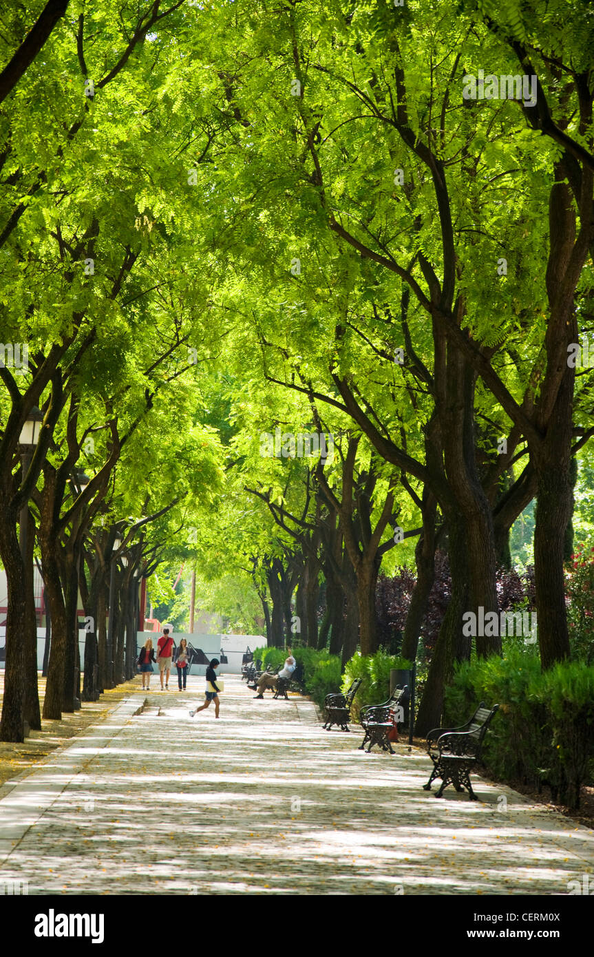 Allee der Bäume im Parque de Maria Luisa Stockfoto